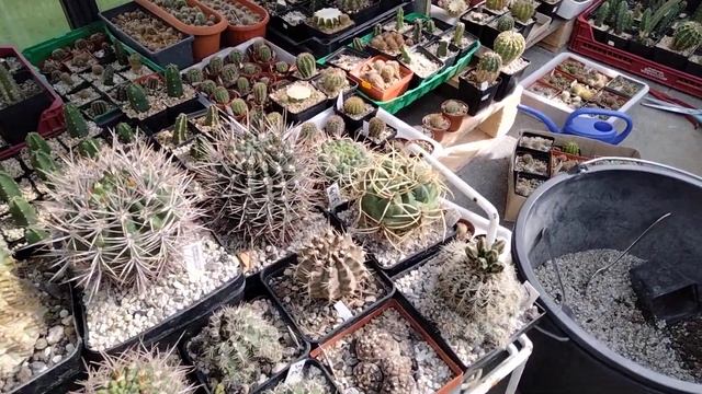 Все кактусы цветут. Трихоцереус цвел,а я и не видела. смотреть онлайн