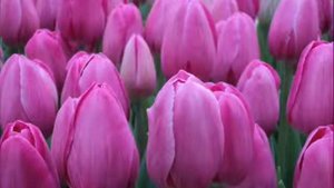 Поступление в продажу луковиц тюльпанов