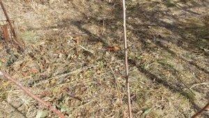 Обрезка формировка дерева пальметта. Pruning shaping the palmette tree.