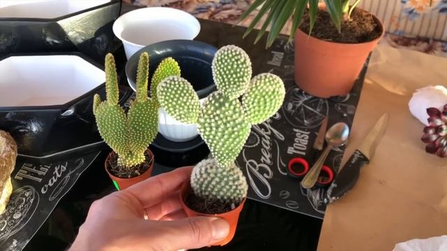 БУДНИ ПАРНЯ РОЗОВОДА. СОЗДАЮ В ДОМЕ УЮТ. ЭОНИУМЫ. САМЫЕ КРАСИВЫЕ СОРТА. ВЛОГ ПРО ЦВЕТЫ И НЕ ТОЛЬКО! смотреть онлайн