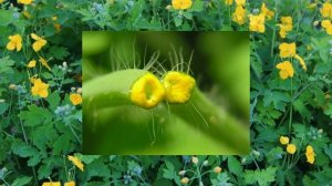 КАК ИЗБАВИТЬСЯ ОТ БОРОДАВОК В ДОМАШНИХ УСЛОВИЯХ