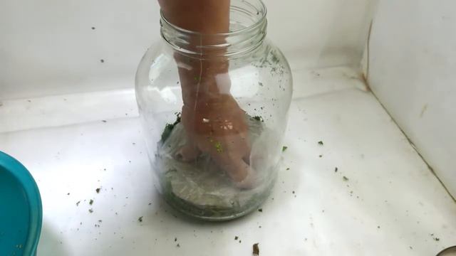 Ферментация листьев шиповника - Rosehip leaf fermentation