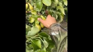 Англия сезонная работа. виды работ. смотрим до конца.