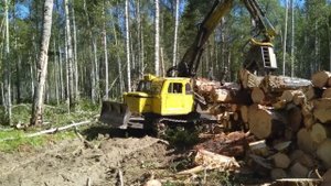 Работа лп 49 в Тасеево штабеля в хлыстовую