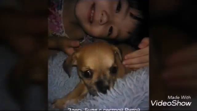 Кратко о моей собаки Були. смотреть онлайн