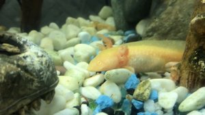 Новые друзья! Знакомство с аксолотлями!