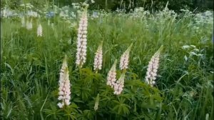 🌸Красотииииищааааа🌸