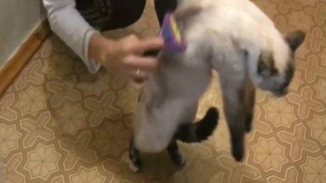 Фурминатор для кошек.