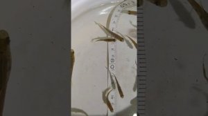 Малек Форели 2-3 грамма!