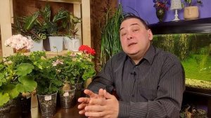 Обрезка адениума. Тонкости и важные моменты