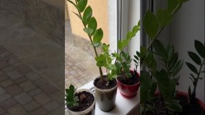 4 ускорителя роста ЗАМИАКУЛЬКАСА | Как поливать долларовое дерево | Замиакулькас 2022