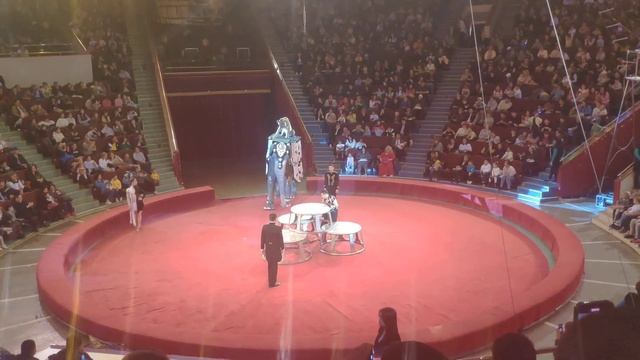 Тигр на слоне (немецкий цирк) смотреть онлайн