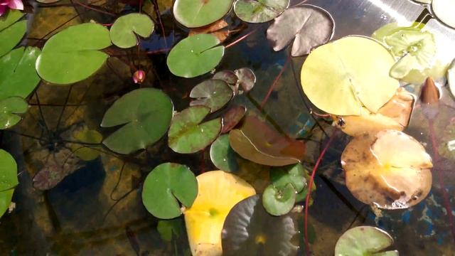 ✿ Наши кувшинки В ПРУДУ - КАК ВЫГЛЯДЯТ? Розовая и красная водная лилия, цветут в питомнике ВОДОКРАС смотреть онлайн