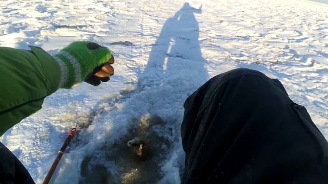 ПОПАЛИ НА РЫБУ ОДНИ ИЗ ПЕРВЫХ! Ладога, Креницы. Окунь на блесну смотреть онлайн