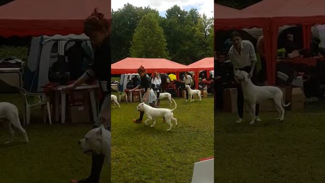 Dogo Argentino Special Show, 4.06.2017, Juniors *Аргентинский дог*