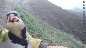 Голос кеклика, манок на Куропатка #Садои наркабк