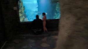 Прогулка по Сочинскому океанариуму в парке Ривьера