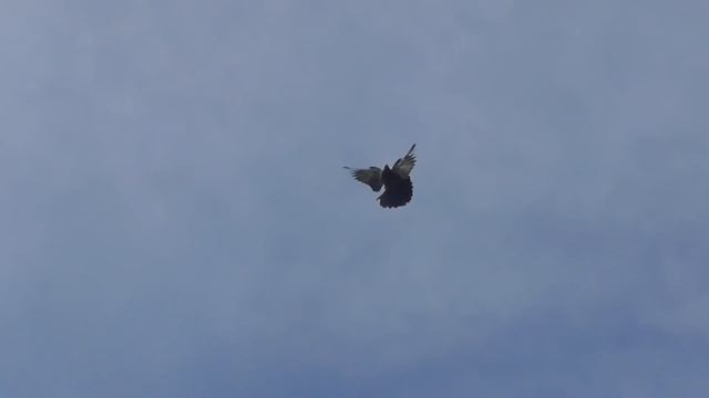 первые подъемы и прием голубят с Одессы 14 05 19г смотреть онлайн