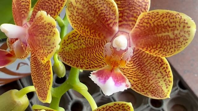 Сортовые орхидеи для чатов в Экофлоре. Дикий Кот, Мастерпис, Сого Релекс, Замбия, Литл Флеш ... смотреть онлайн