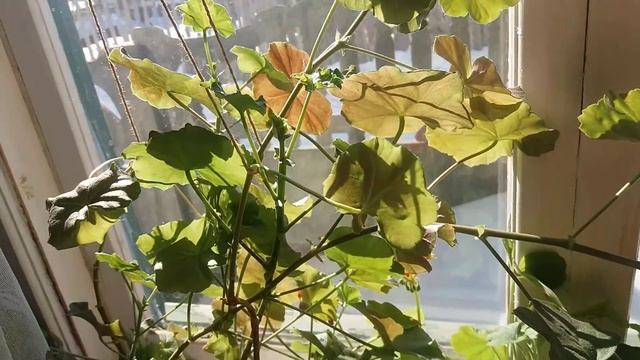 Мои комнатные растения. Мистические свойства денежного дерева Толстянка. Восьмилетний кротон. смотреть онлайн