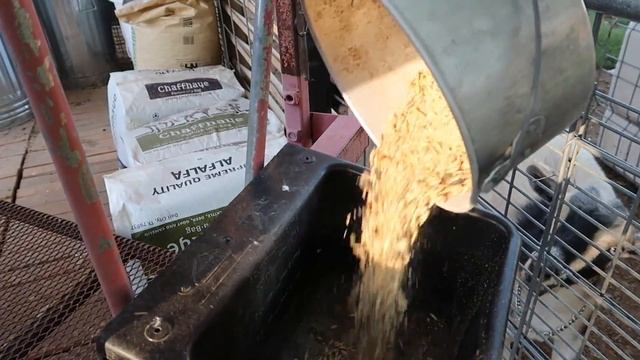 NIGERIAN DWARF GOATS: Why you'll fall in love with this breed! смотреть онлайн