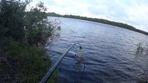 Ловля леща на фидер на реке Свирь