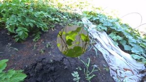 Виноград в Сибири. Первый урожай огурцов.Тюменские сады