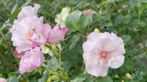 Июль в Саду 4 июля 2023 часть 1