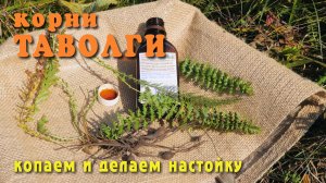 Вирусы и опухоли боятся таволги