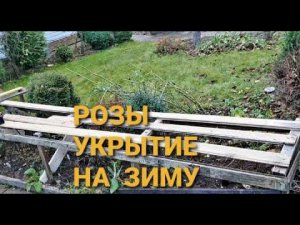 Готовим розы к укрытию.Когда, как и чем укрываю.