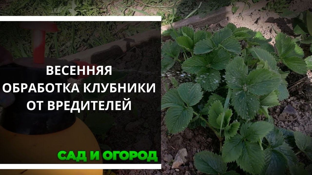 Обработка клубники видео. Обработка клубники весной. обработка клубники весной от болезней и вредителей. как обработать клубнику осенью. интавиром обработать клубнику.