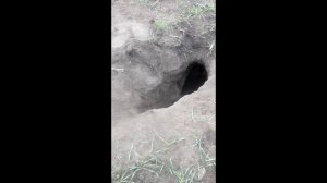 Норная охота с фокстерьером по имени Фокс