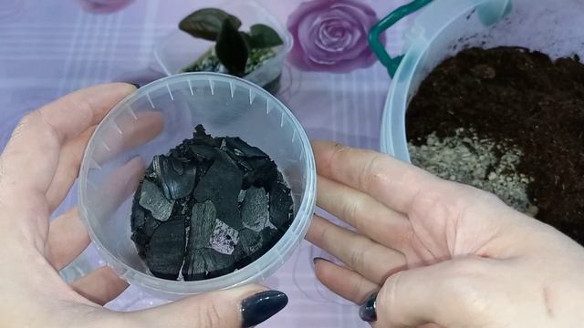Редкий СИНГОНИУМ ЭРИТРОФИЛЛУМ уже 4 месяца ращу из одного междоузлия?Укоренение в перлите?Грунт