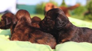 Щенки таксы тигрового окраса от заводчика.