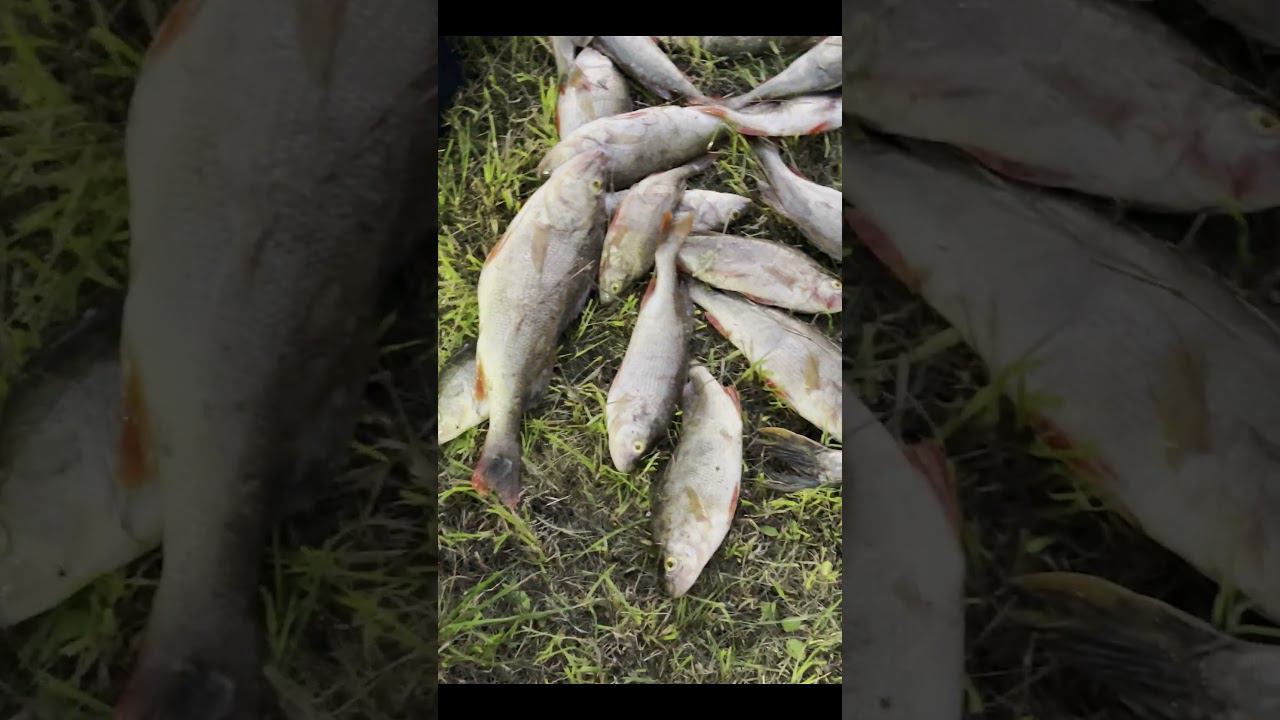 Увы и такое бывает на рыбалке #fishing #рыбалканасевере #carpfishing #carp #нарыбалку #палатка #карп