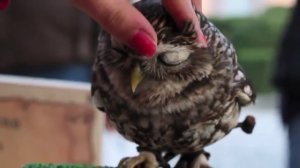 Можно ли погладить сову