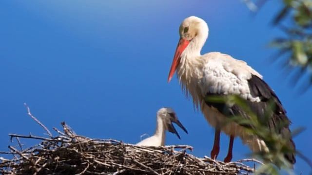 Звук аиста, какой звук издают аисты, пение аиста смотреть онлайн