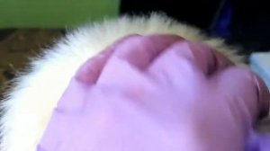 Платиновый блондин. Осветление. Красивый цвет. Осветление дома, своими руками