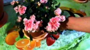 Моя маленькая хитрость:как заставить Azalea цвести !!! Уход в домашних условиях