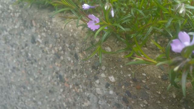 Phlox starting to bloom смотреть онлайн
