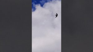 Голуби Ломова Сокол в гостях