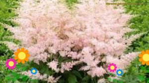 Астильба арендса Файрворкс Пинк. Краткий обзор, описание astilbe arendsii Fireworks Pink