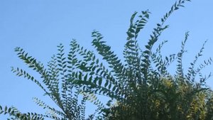 Вяз приземистый I Ulmus pumila