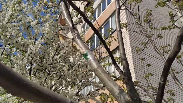 Весняне щеплення горіха грецького. Частина 3. смотреть онлайн