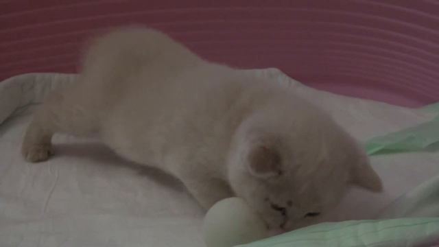 кремовый британский котёнок играет с мячиком смотреть онлайн