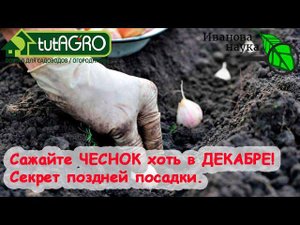 ДЕНЬ ЧЕСНОКА! Не опоздали с посадкой чеснока? Чем обработать чеснок при ПОЗДНЕЙ посадке для урожая.
