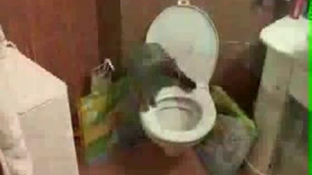 Приучение кошек к унитазу. Система - ДомаКот смотреть онлайн