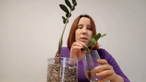 У замиокулькаса СГНИЛ КЛУБЕНЬ. Что делать?