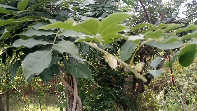 Глициния китайская, Вистерия - садовая лиана. Все сезоны | Wisteria sinensis смотреть онлайн