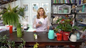 Можно ли заменить хлореллу? водоросли для растений